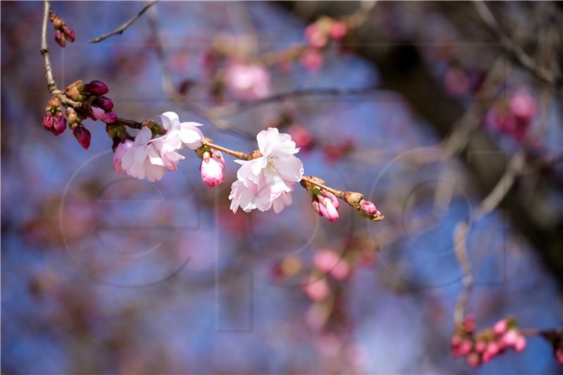 SWEDEN WEATHER CHERRY BLOSSOM