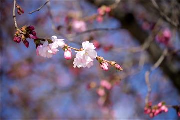 SWEDEN WEATHER CHERRY BLOSSOM