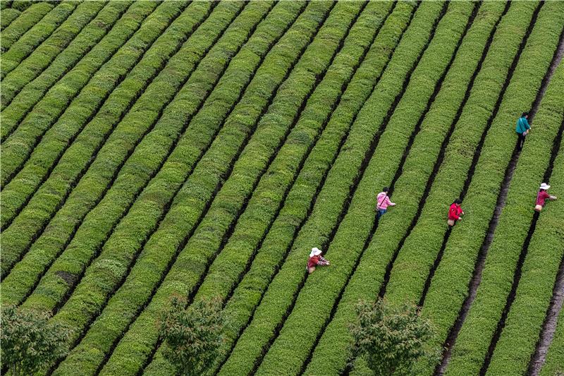 CHINA AGRICULTURE TEA