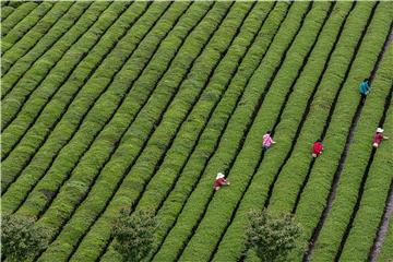 CHINA AGRICULTURE TEA