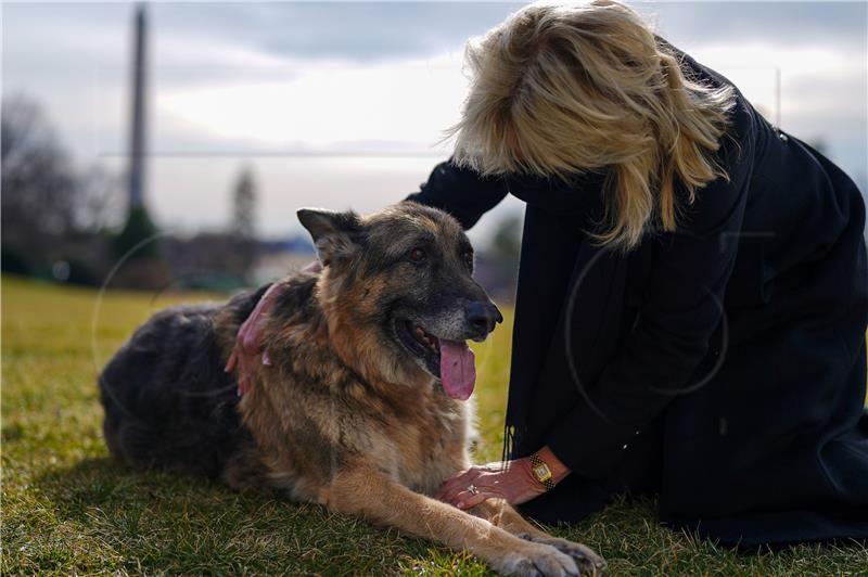 German police bust illegal Croatian puppy smuggling ring