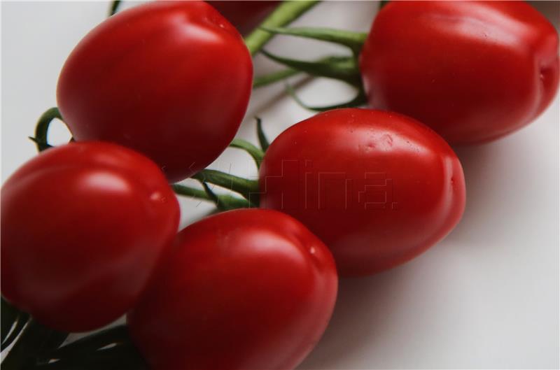 Tomato harvesting starts in Belje greenhouse in eastern Croatia