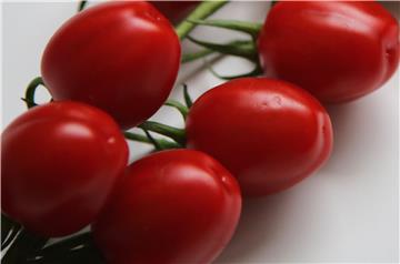 Tomato harvesting starts in Belje greenhouse in eastern Croatia