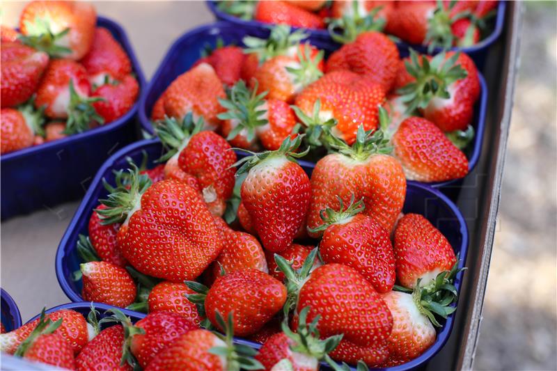 Strawberry picking season starts in south Croatia, 600 tonnes of produce expected