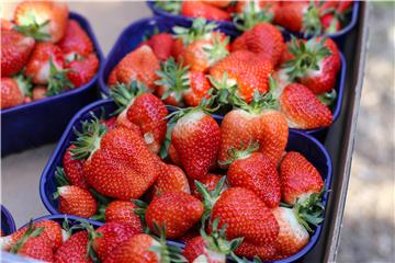 Strawberry picking season starts in south Croatia, 600 tonnes of produce expected