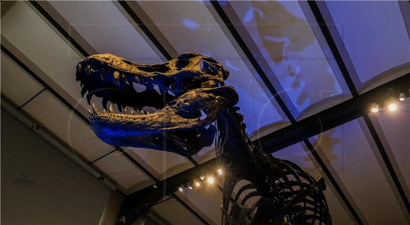 Tyrannosaurus rex hodao je sporije od ljudi - studija