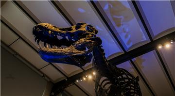 Tyrannosaurus rex hodao je sporije od ljudi - studija