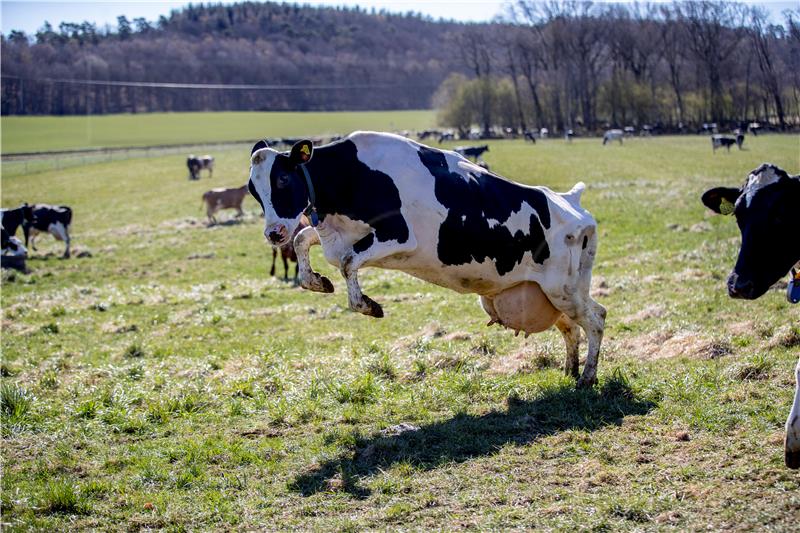 SWEDEN COW RELEASE