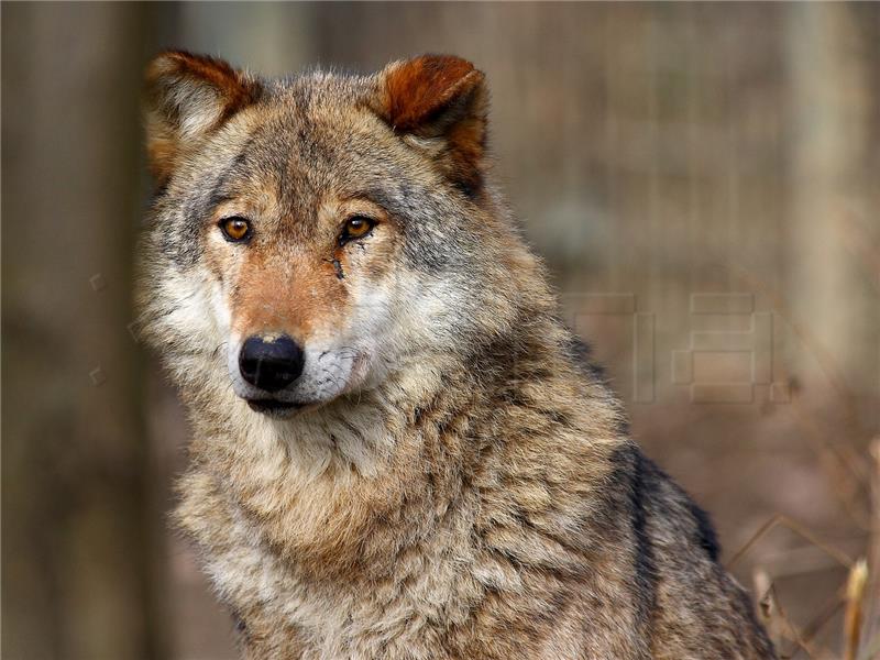 Police investigating wolf killing, brutalising, farmers seek state help