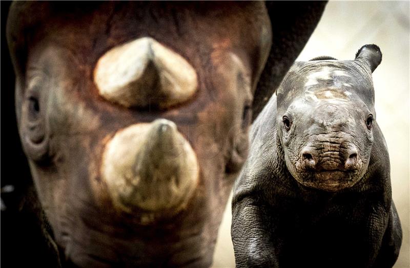 Genetska studija - dobre vijesti za ugrožene sumatranske nosoroge