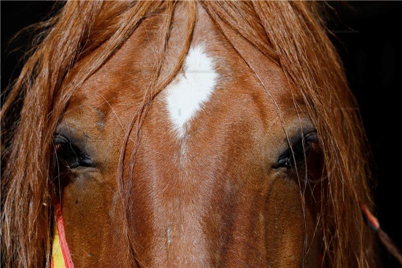 SPAIN PHOTO SET CORDOBA ROYAL STABLE HORSES