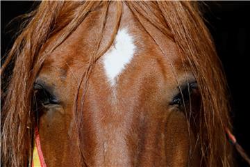 SPAIN PHOTO SET CORDOBA ROYAL STABLE HORSES