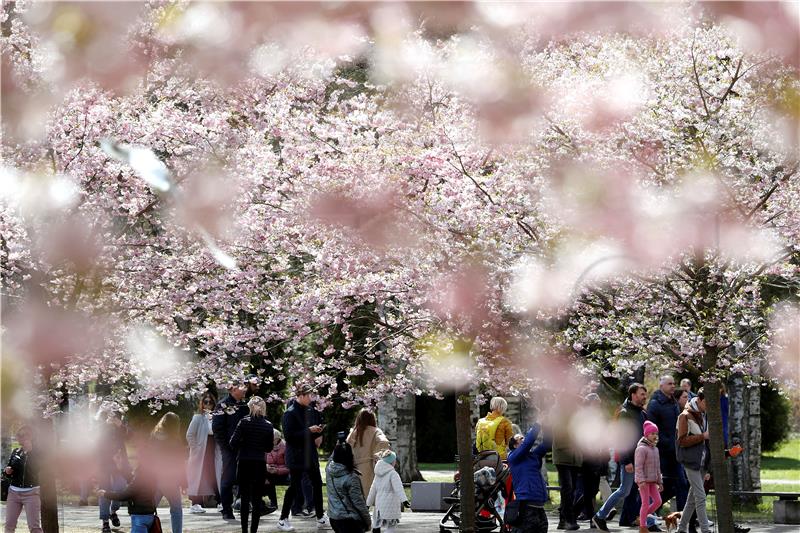 LATVIA CHERRY BLOOM