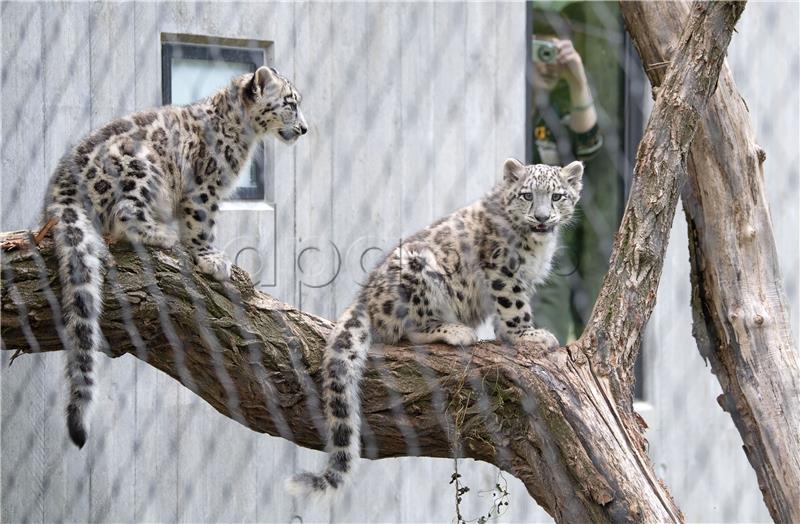 Tri leoparda pobjegla iz safari parka u kineskom Hangzhouu 