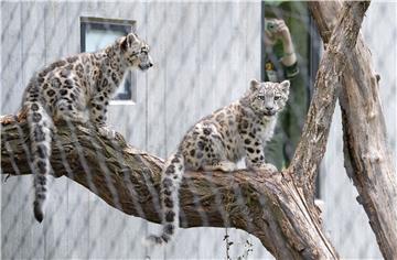 Tri leoparda pobjegla iz safari parka u kineskom Hangzhouu 