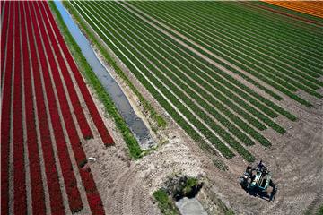 POLAND AGRICULTURE FLOWERS