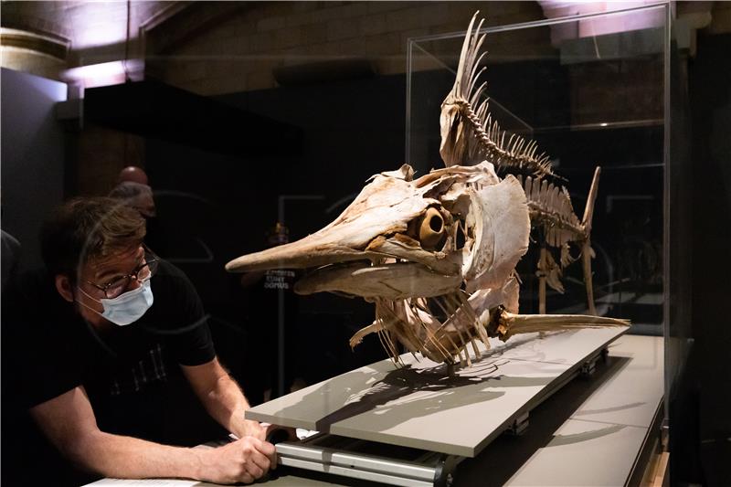 BRITAIN NATURAL HISTORY MUSEUM