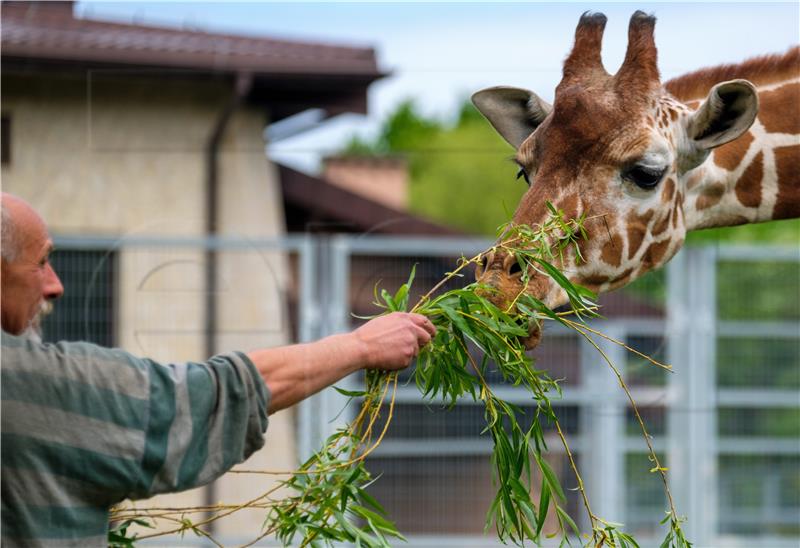 Najstariji europski mužjak žirafe eutanaziran u bečkom ZOO-u