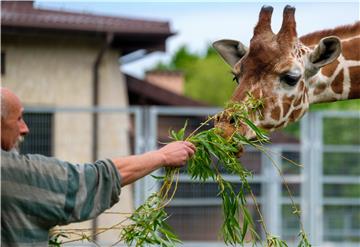 Najstariji europski mužjak žirafe eutanaziran u bečkom ZOO-u