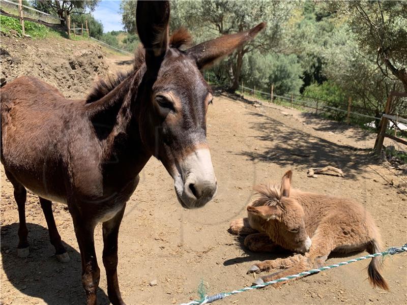 SPAIN ANIMALS