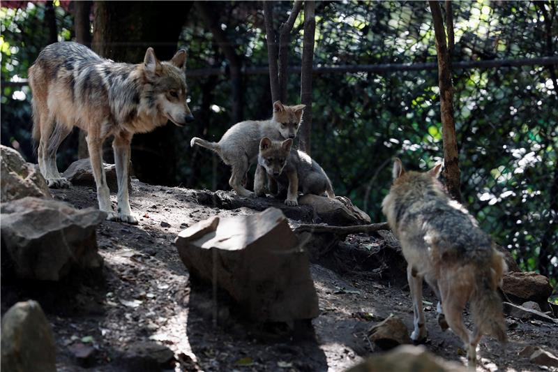 MEXICO ANIMALS