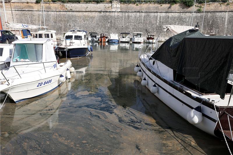 'Cvjetanje mora' u lučici Foša