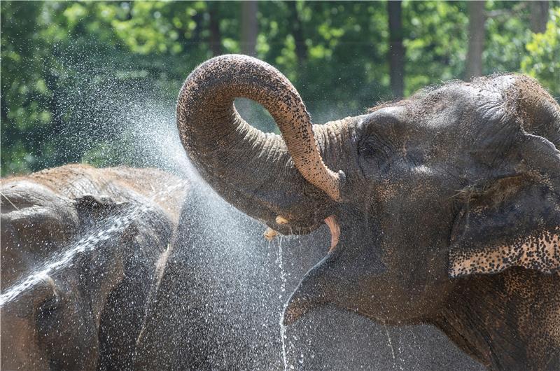 HUNGARY ANIMALS WEATHER