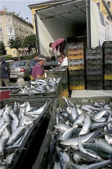 Croatia's fisheries exports up 31%