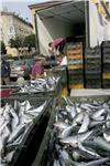 Croatia's fisheries exports up 31%