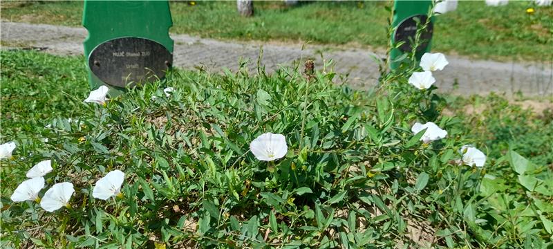 Memorijalni centar Srebrenica - Potočari u očekivanju 26. Dana sjećanja na genocid