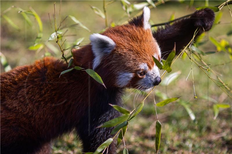 Njemački zoološki vrt nakon potrage pronašao nestalu pandu