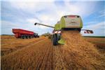 Wheat harvest kicking off in Croatia