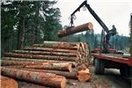 Wood industry needs serious investment