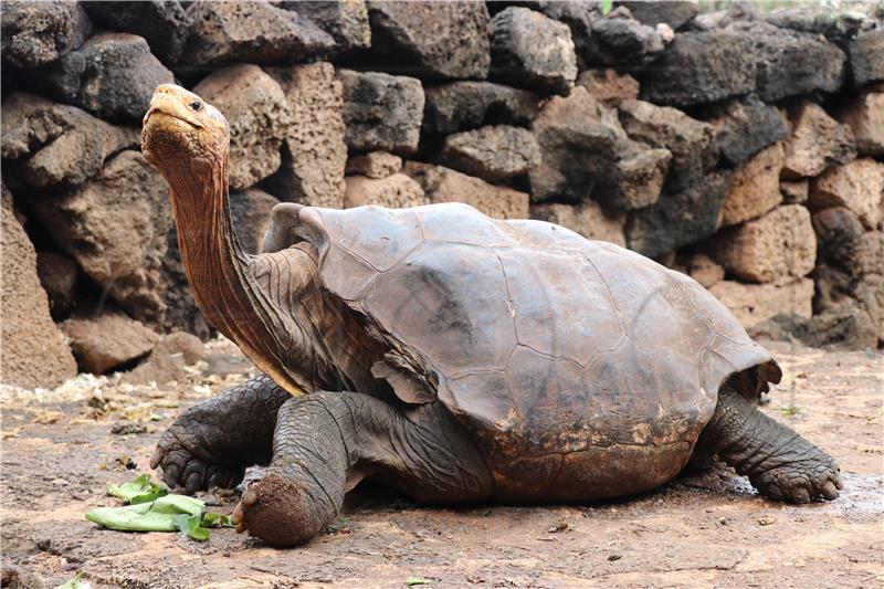 Kornjača Schurli, najstariji stanovnik bečkog zoo-a, uginula u 130. godini