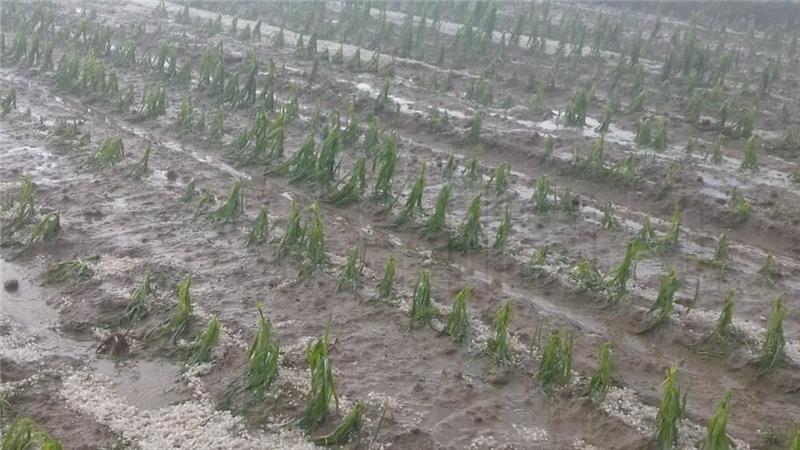 HPK: Damage caused by natural disasters in agriculture has reached €80m ytd