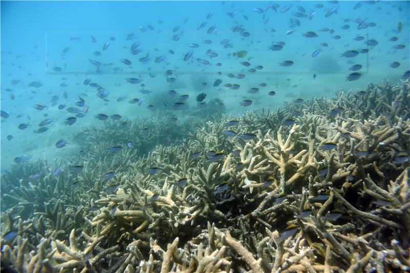 (FILE) AUSTRALIA UNESCO GREAT BARRIER REEF