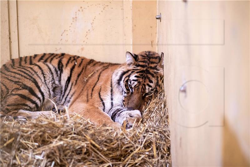 Sumatranski tigrovi iz zoološkog vrta u Jakarti oporavili se od koronavirusa