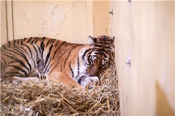 Sumatranski tigrovi iz zoološkog vrta u Jakarti oporavili se od koronavirusa