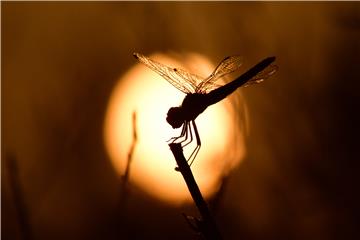 GREECE ANIMALS INSECTS