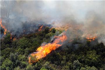 ALGERIA FOREST FIRES