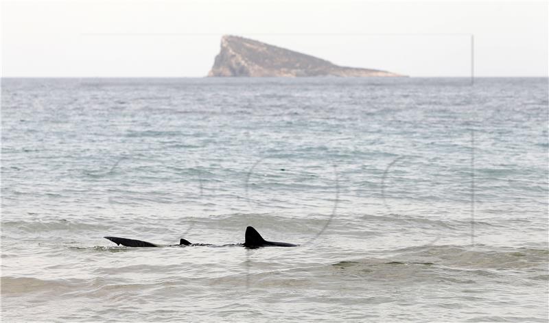 SPAIN SHARK