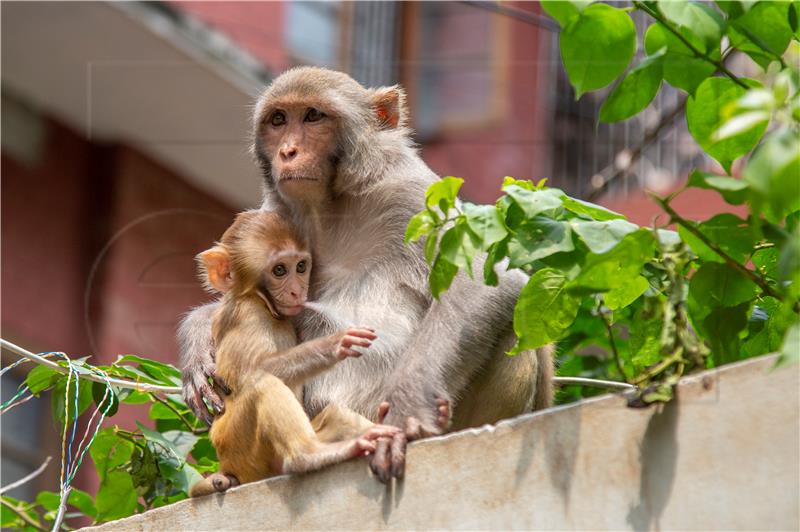 BANGLADESH ANIMALS