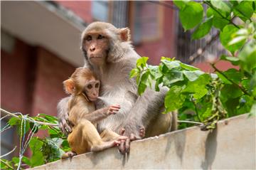 BANGLADESH ANIMALS