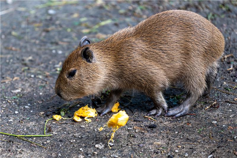 POLAND ANIMALS