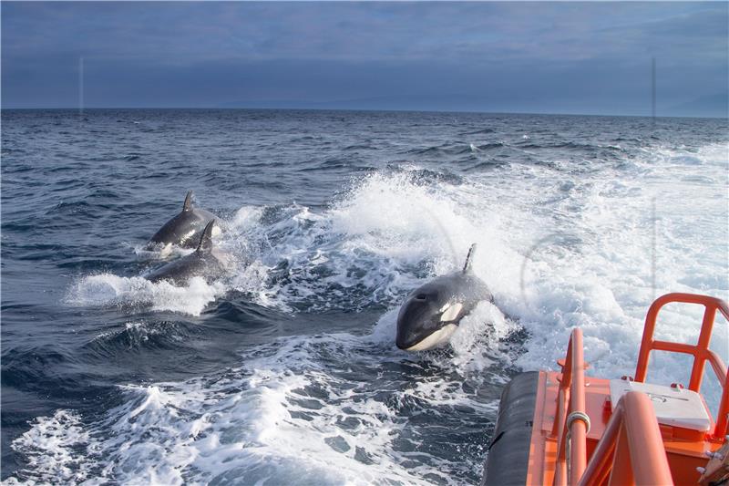 SPAIN KILLER WHALES