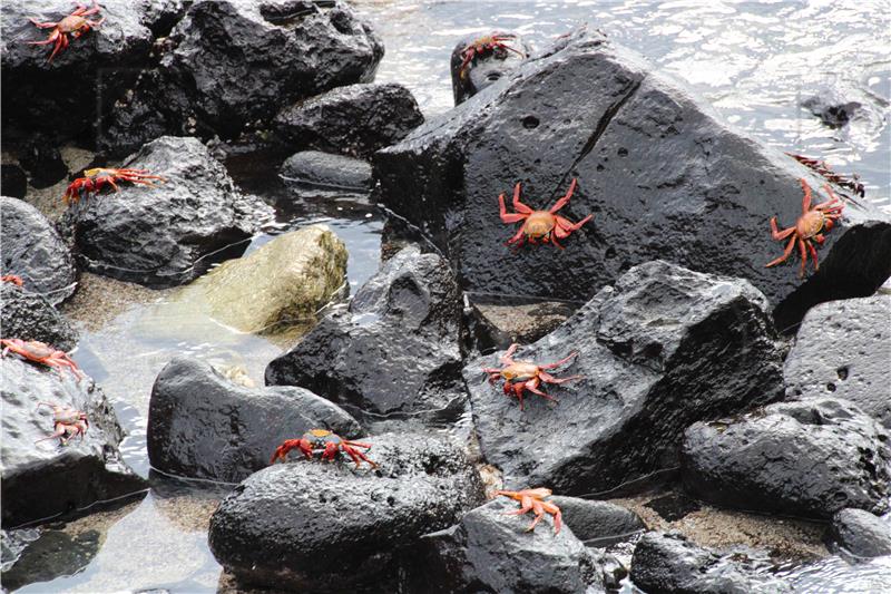 ECUADOR GALAPAGOS SCIENCE