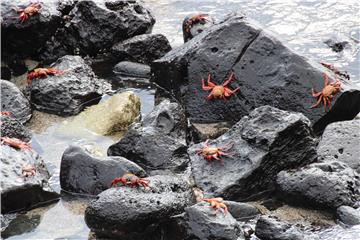 ECUADOR GALAPAGOS SCIENCE