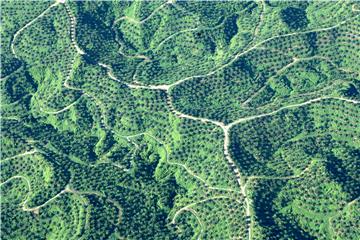 Može li masovna sadnja drveća usporiti klimatske promjene?