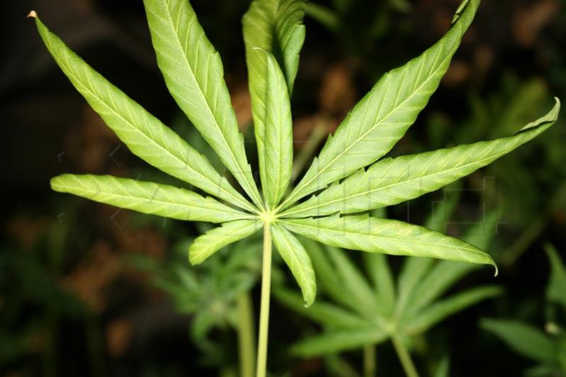 U Metkoviću pronađeno pet laboratorija, plantaža i 18 kilograma marihuane