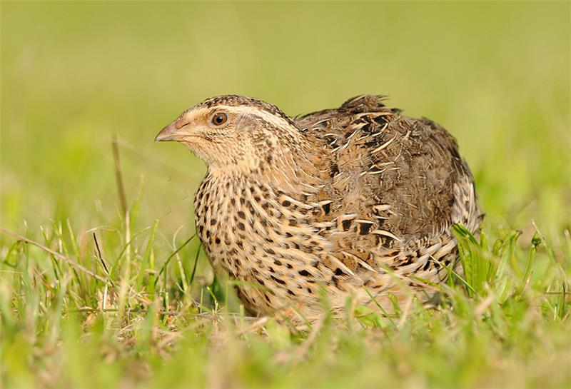 Up to 100,000 quail killed annually in illegal hunting